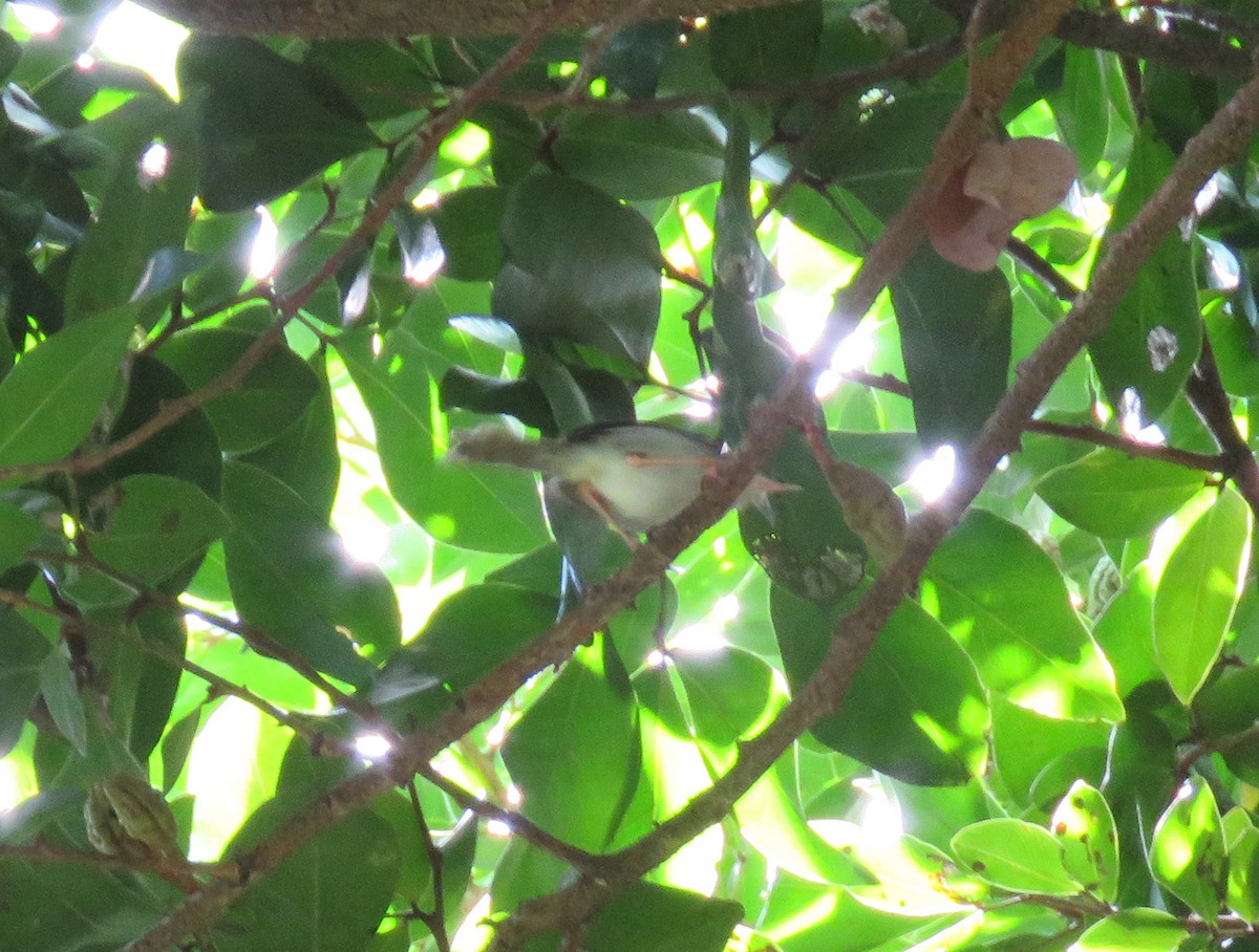 tailorbird sp. - ML571586641