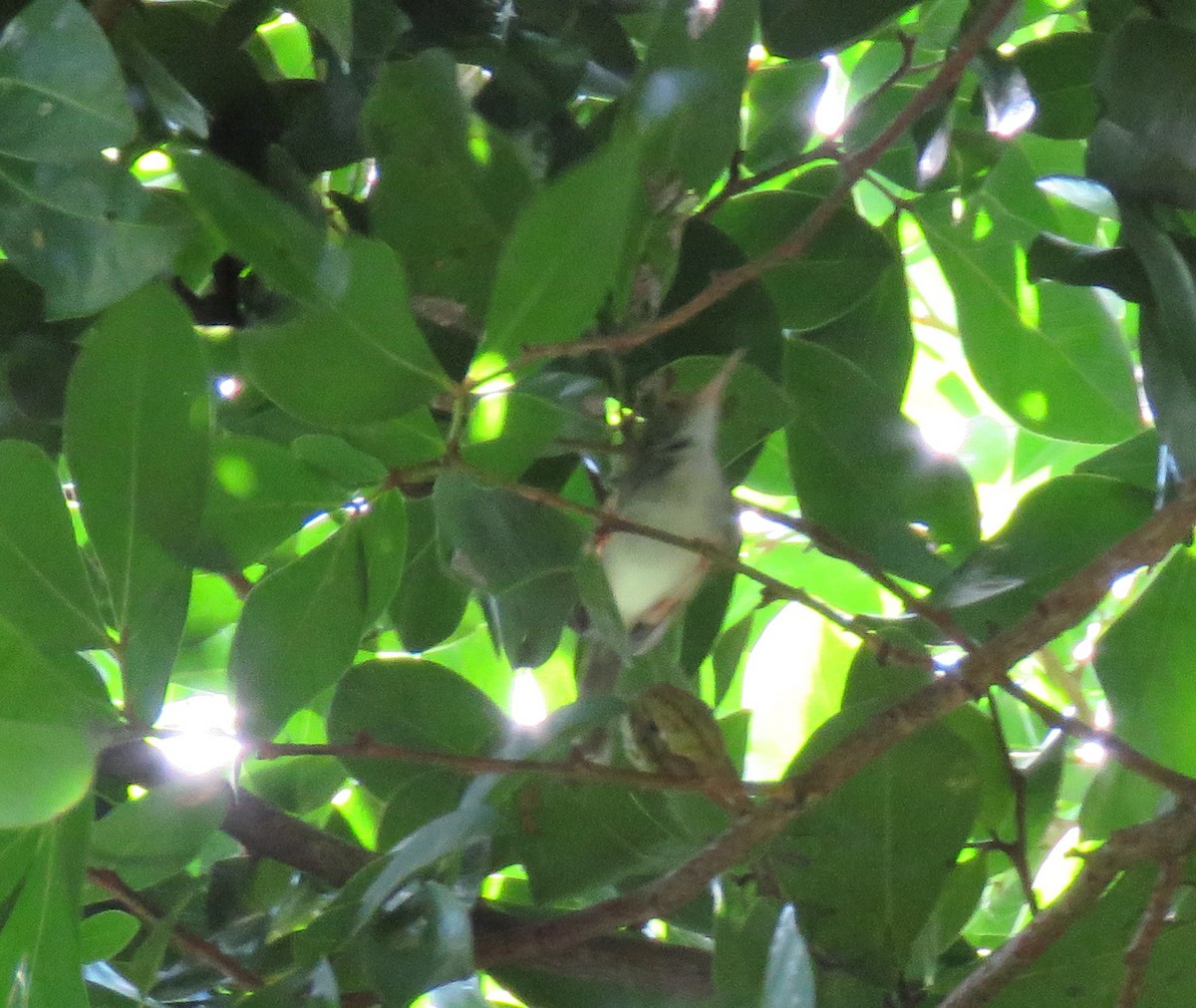 tailorbird sp. - ML571586651