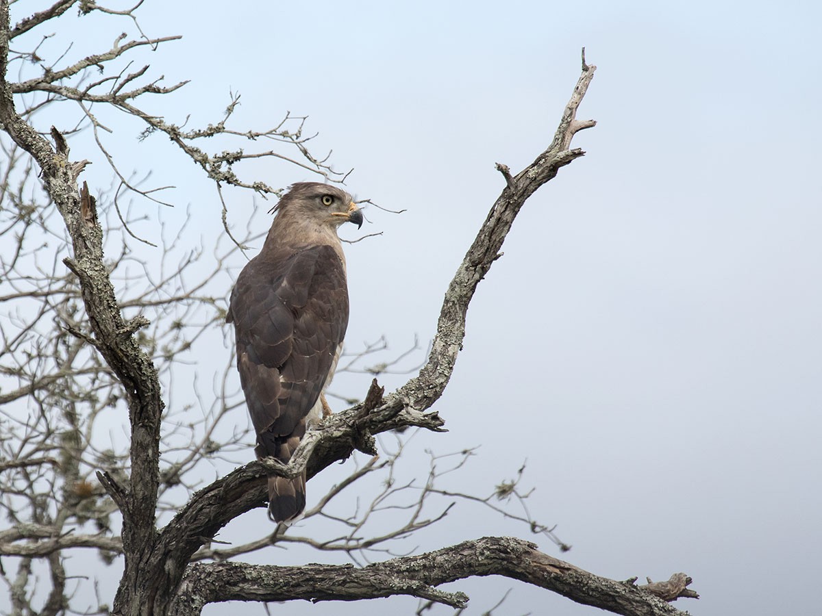 Fasciated Snake-Eagle - Bruce Ward-Smith