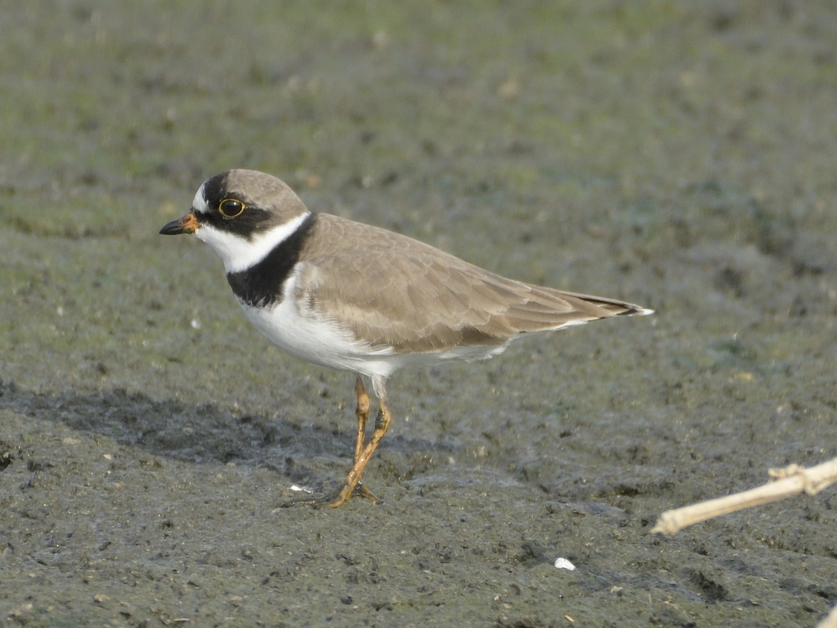 Semipalmated Plover - Anonymous