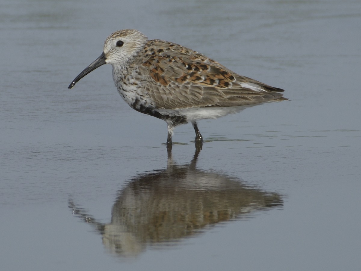 Dunlin - ML571588451