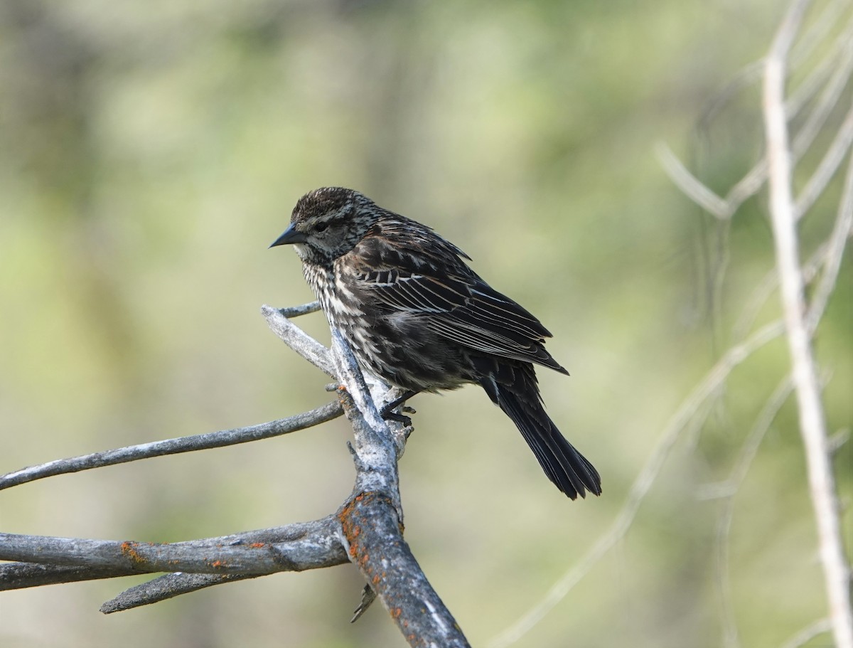 Red-winged Blackbird - ML571590081