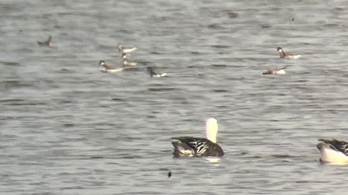 Red-necked Phalarope - ML571590131