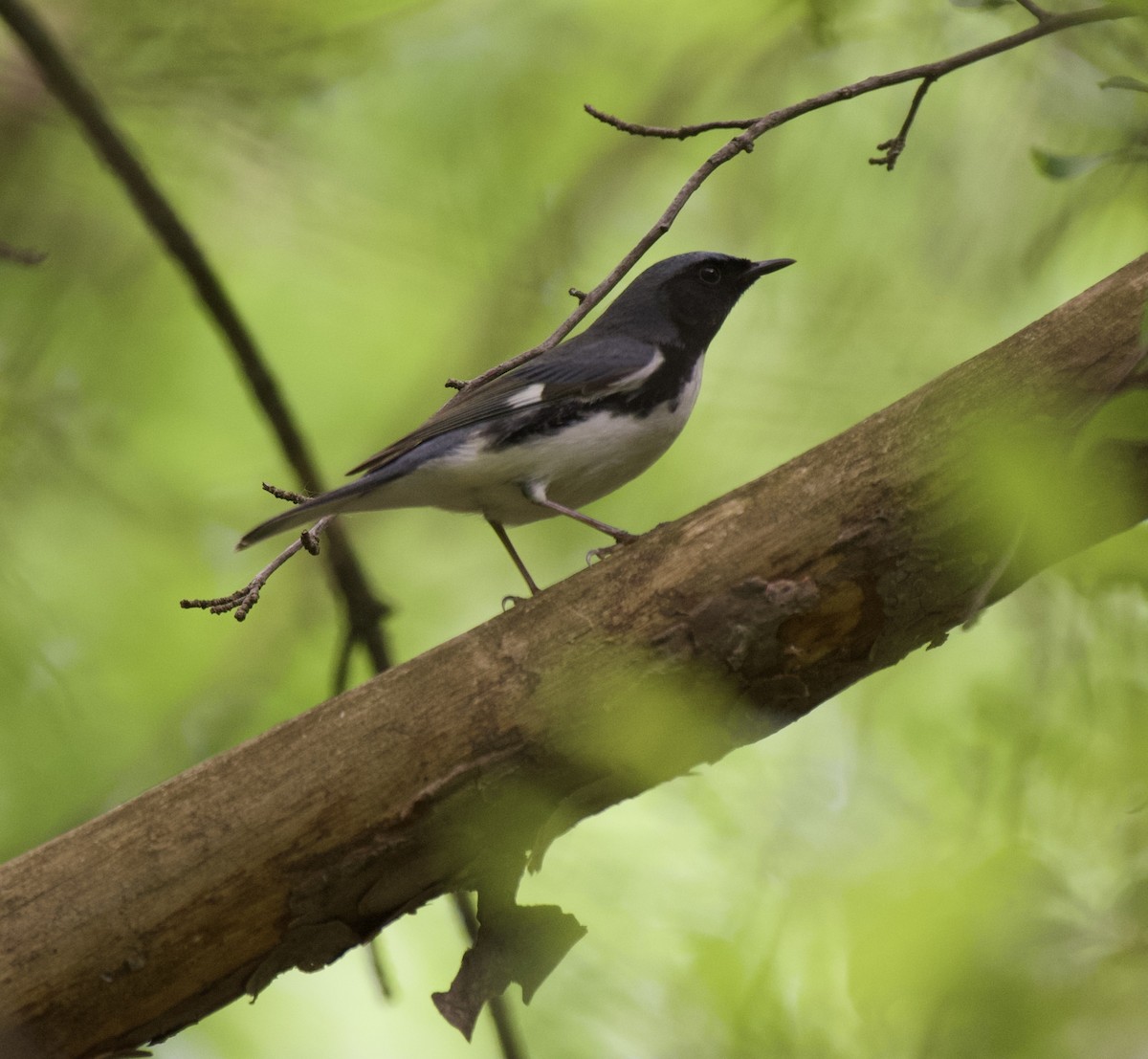 Black-throated Blue Warbler - ML571590191