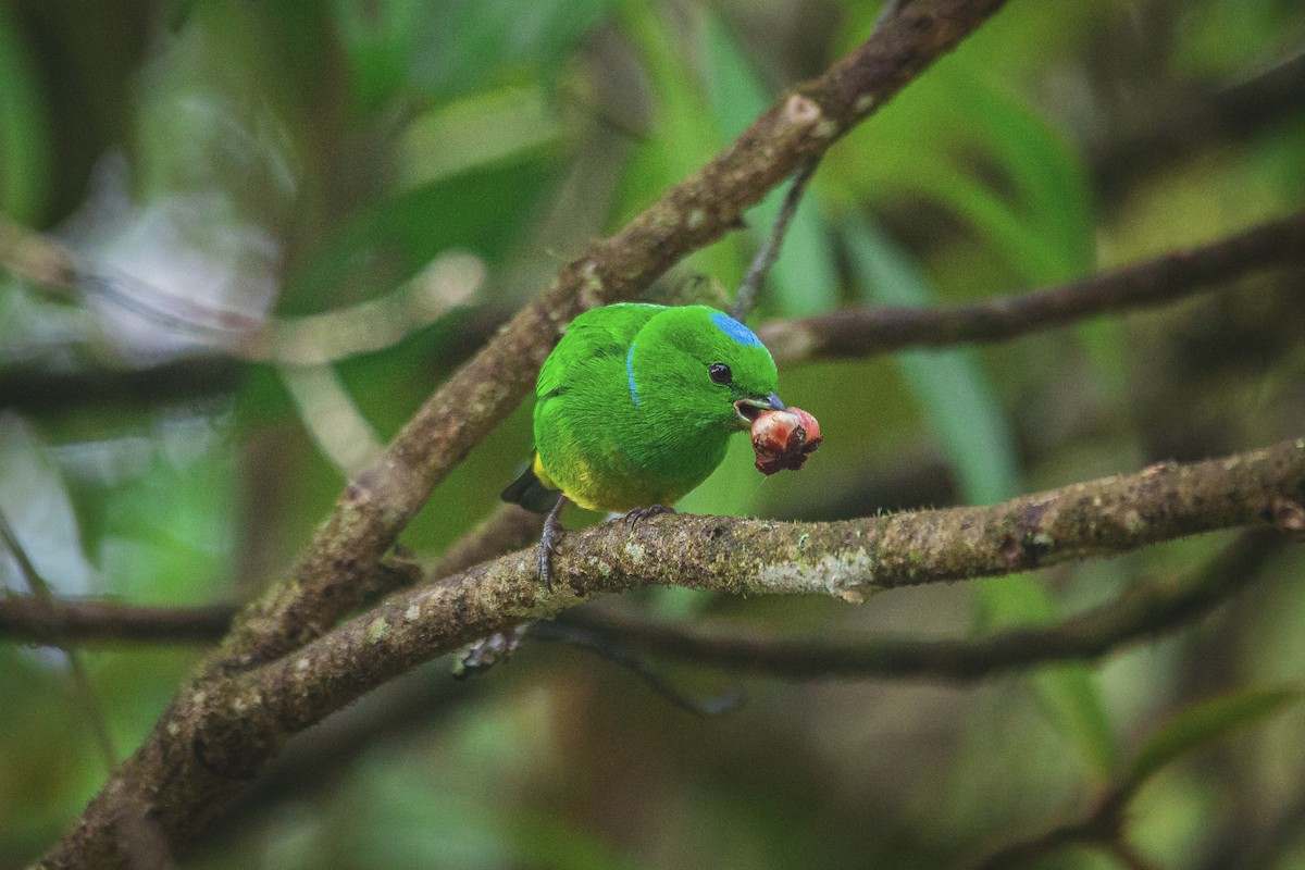 Blue-crowned Chlorophonia - ML571590381