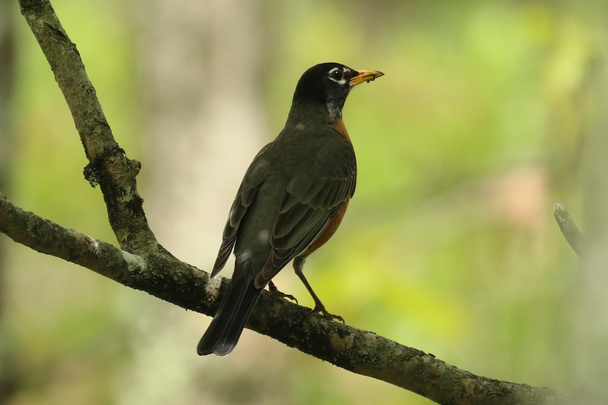 American Robin - ML571590611