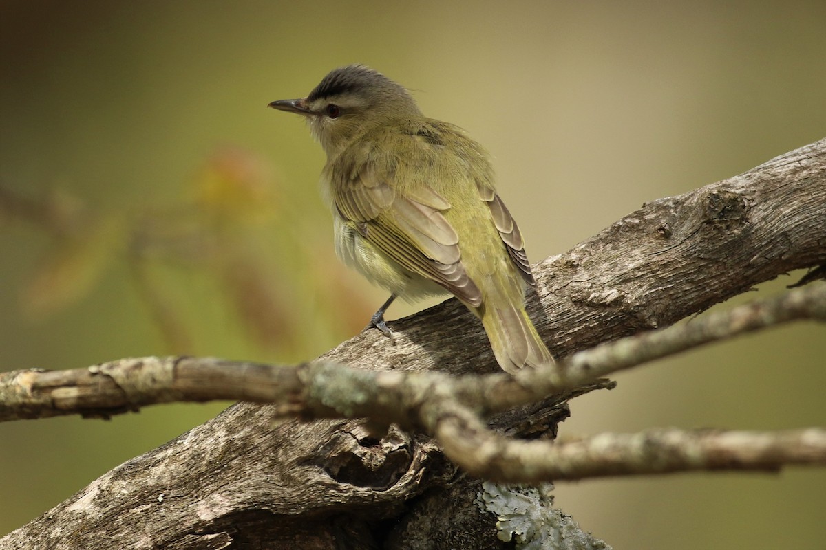 Red-eyed Vireo - ML571590821