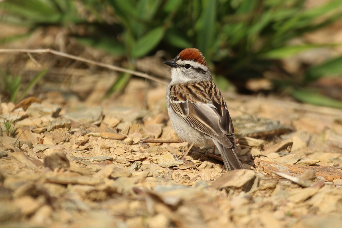 Chipping Sparrow - ML571590941