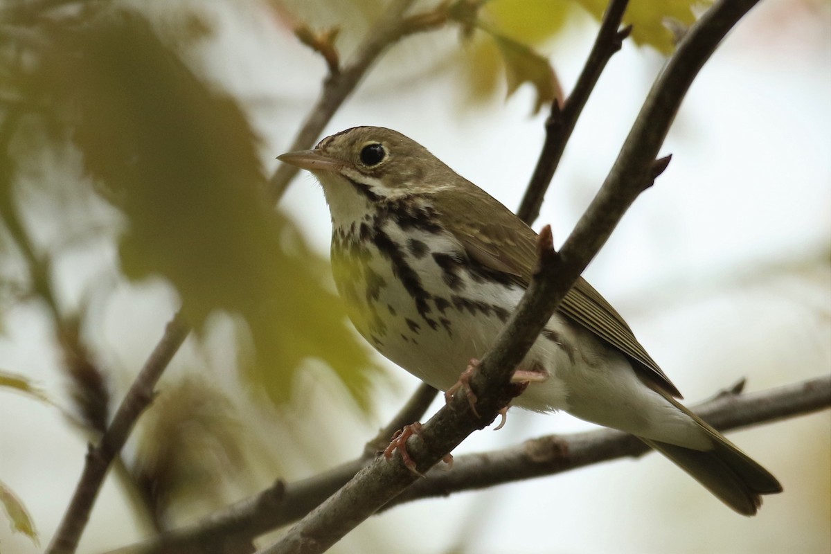 Ovenbird - ML571591261