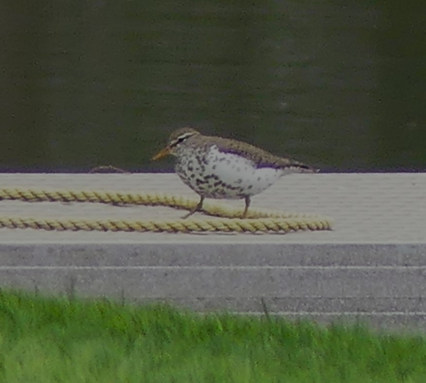 Spotted Sandpiper - ML571591311