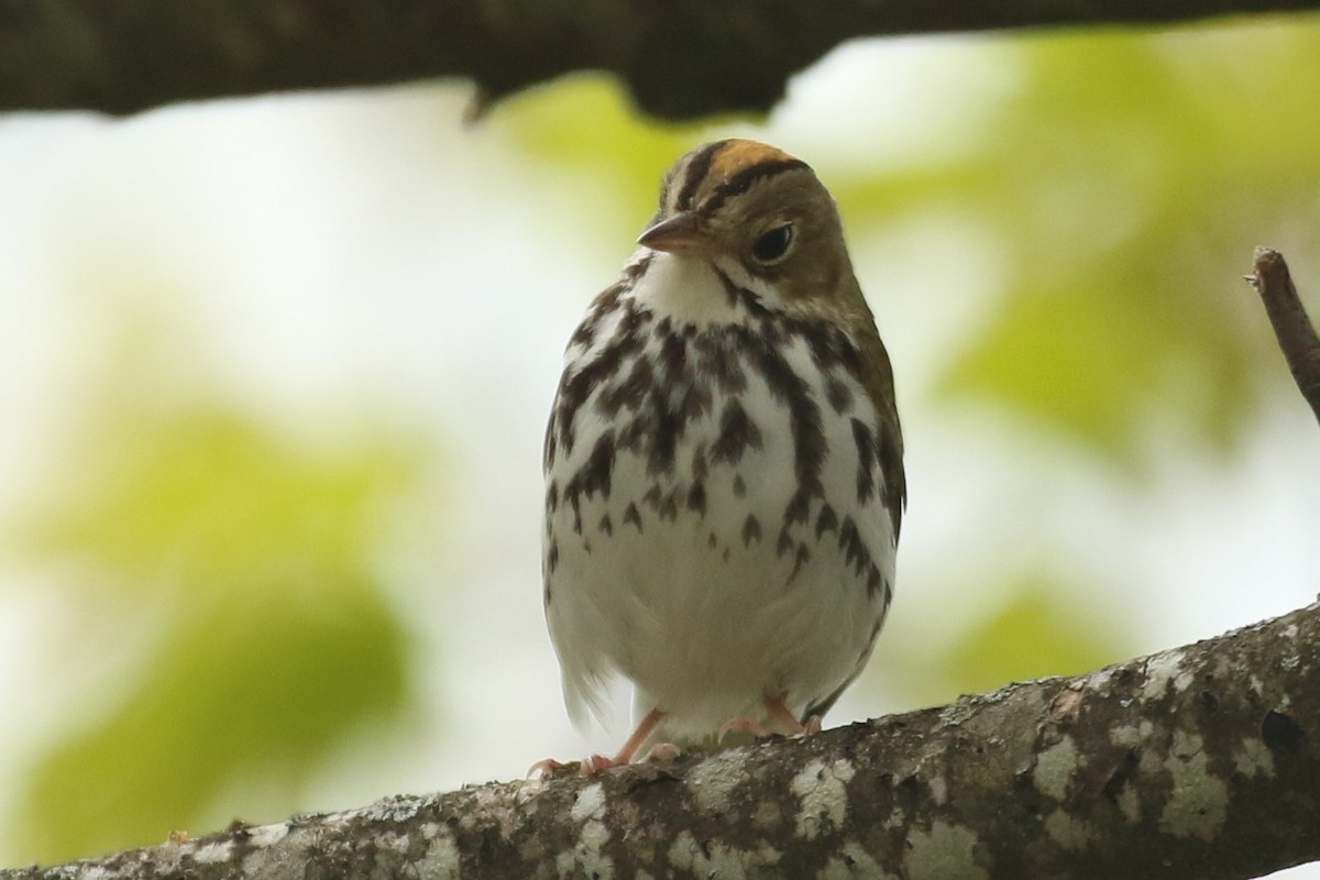 Ovenbird - ML571591401
