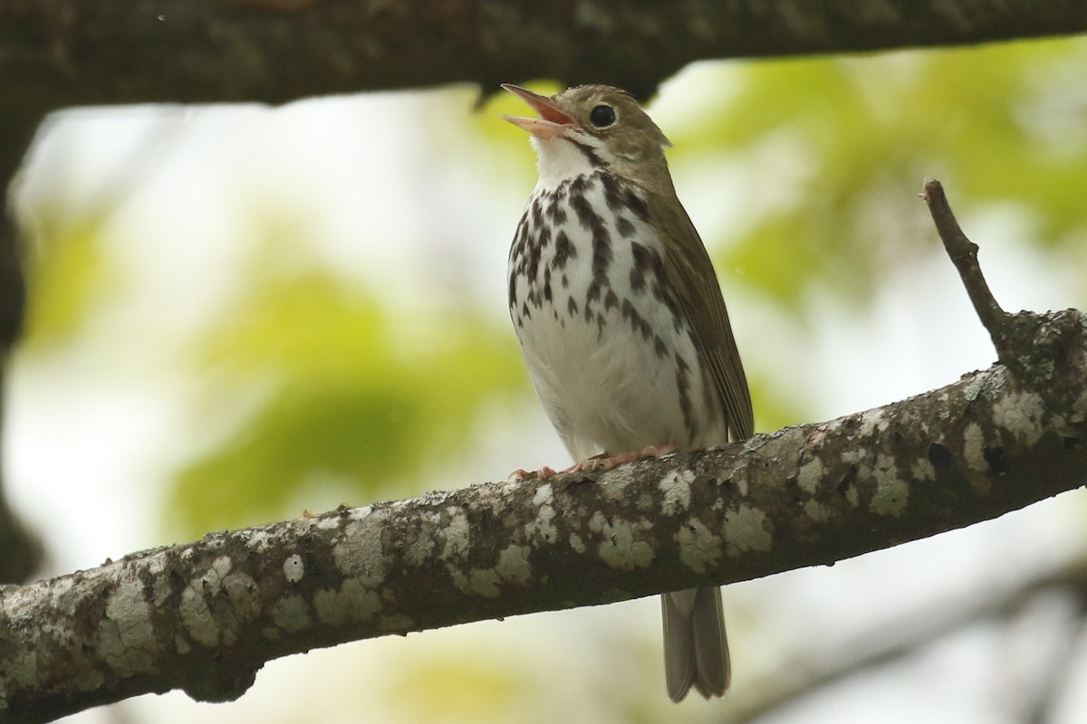 Ovenbird - ML571591551