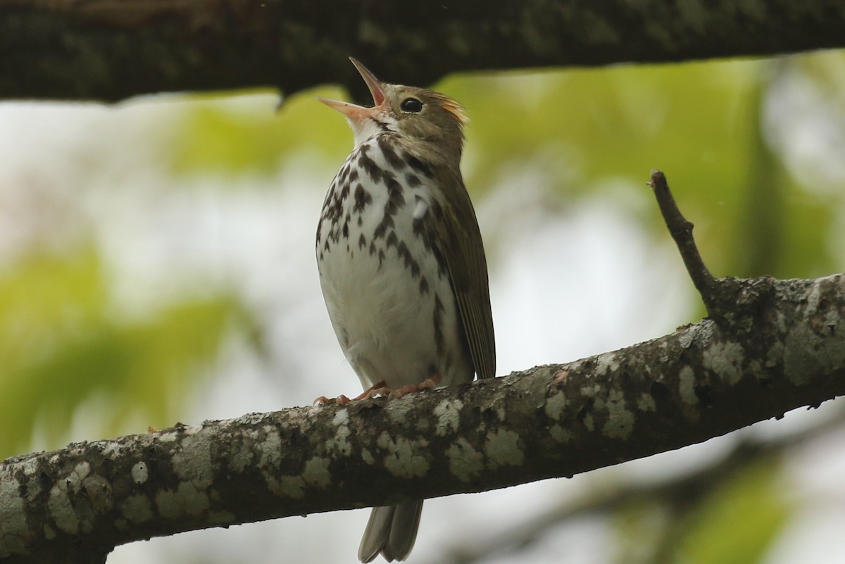 Ovenbird - ML571591781