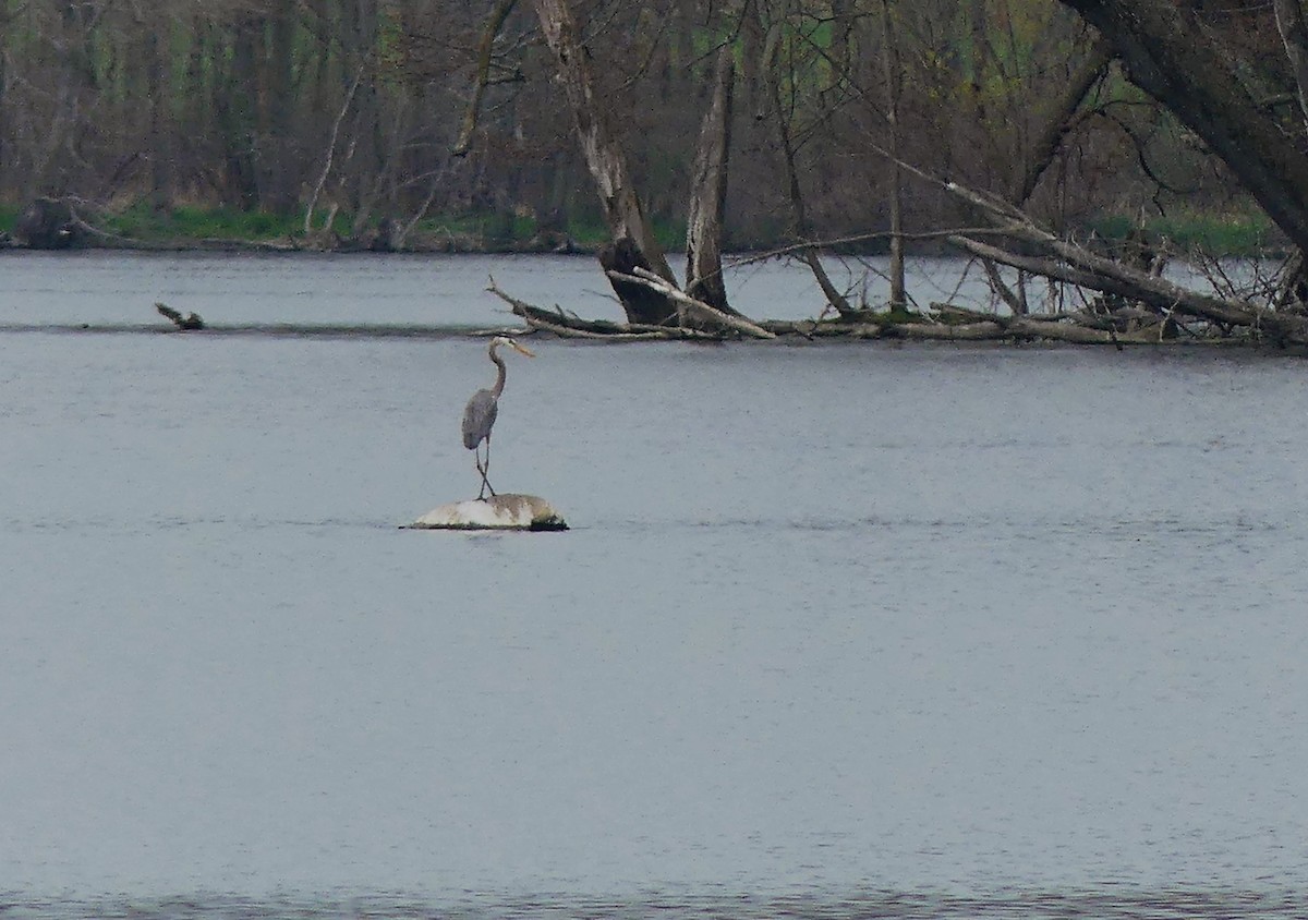 Great Blue Heron - ML571591951