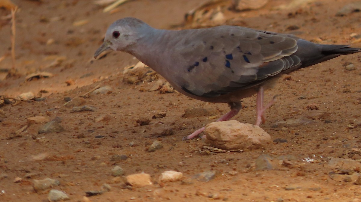 Plain-breasted Ground Dove - María Henríquez