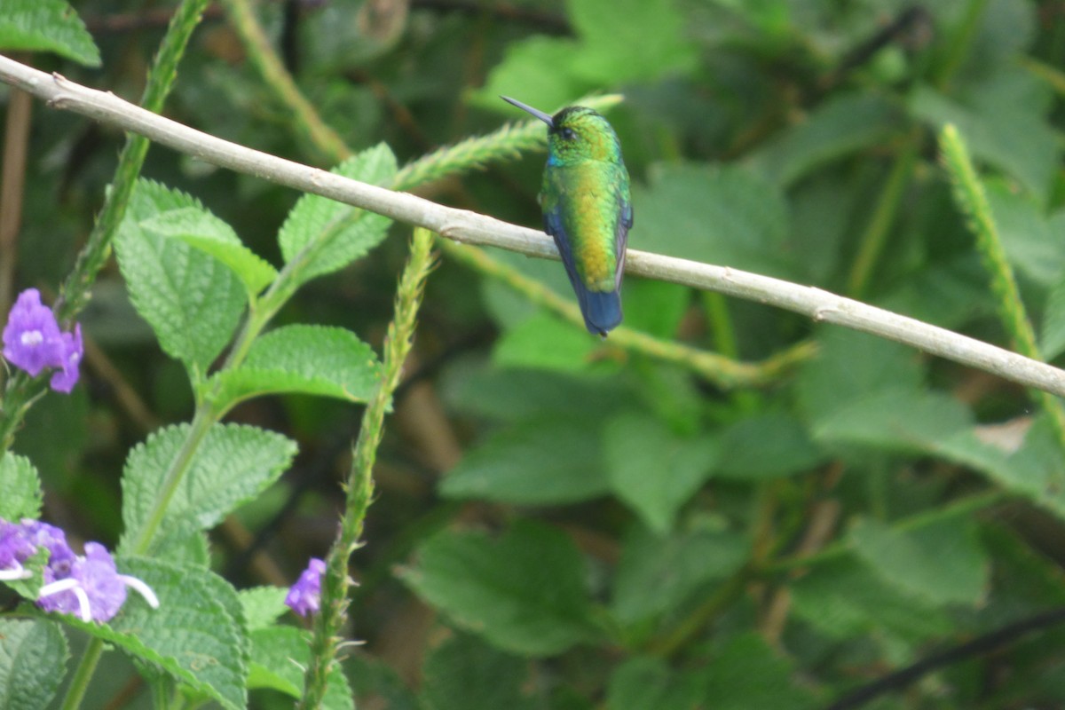 Blue-tailed Emerald - ML571592221