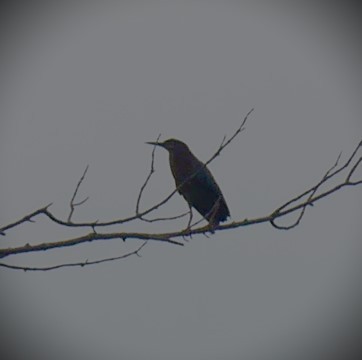 Green Heron - ML571592531