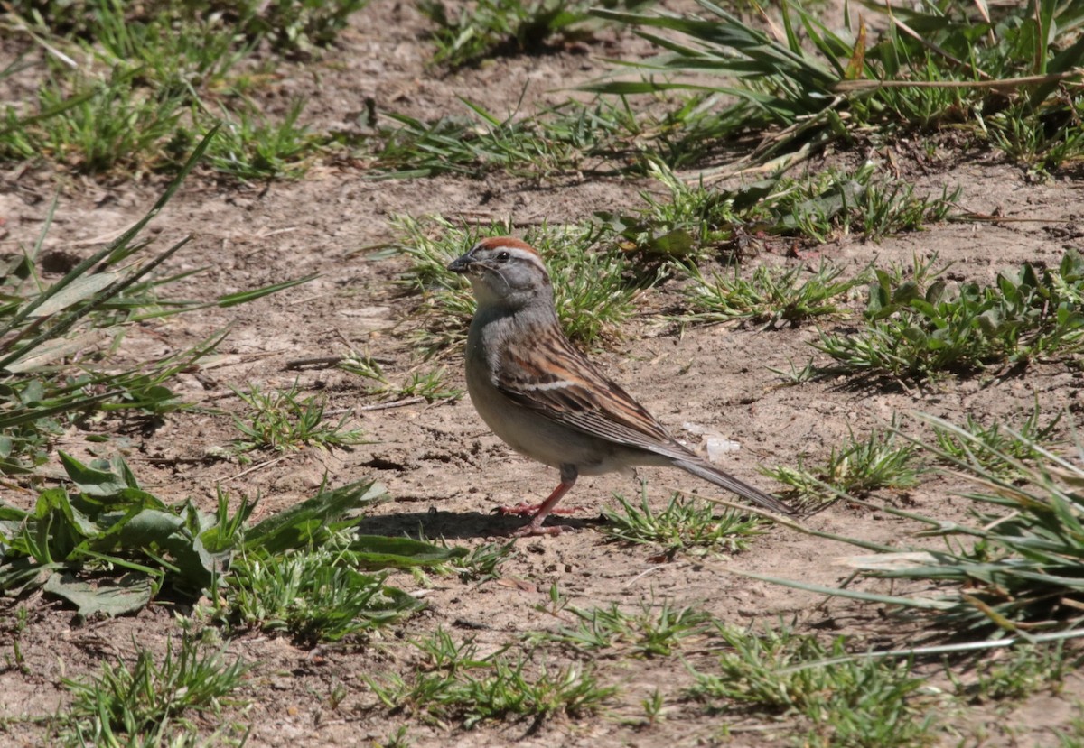 Chipping Sparrow - ML571592851