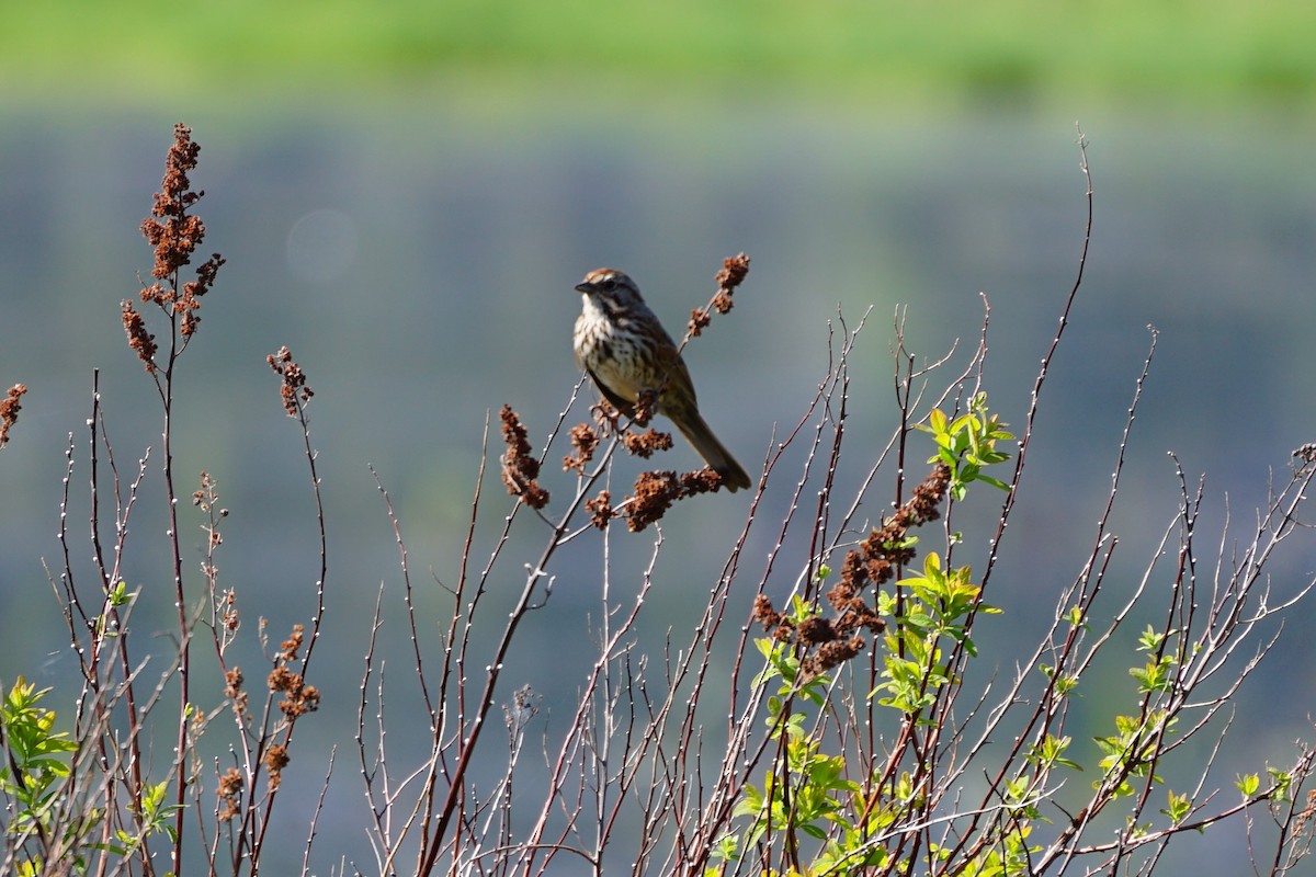 Song Sparrow - ML571593041