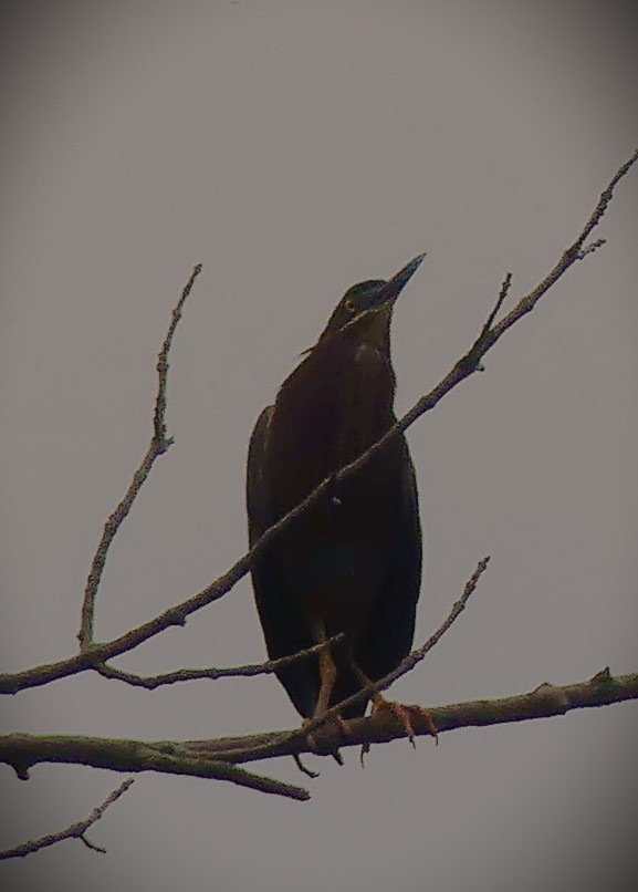Green Heron - ML571593381