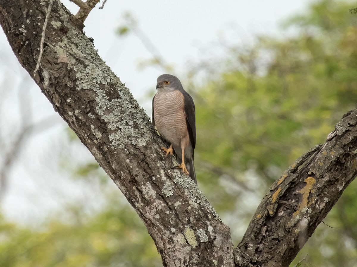 African Goshawk - ML57159361