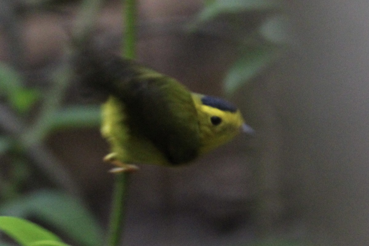 Wilson's Warbler - ML571593851