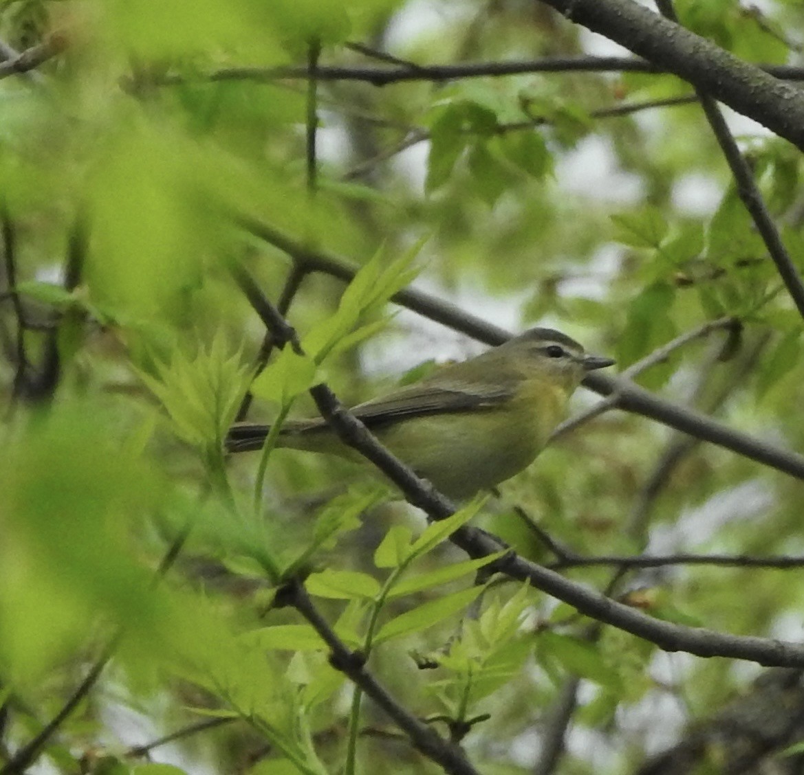 Philadelphia Vireo - ML571594091