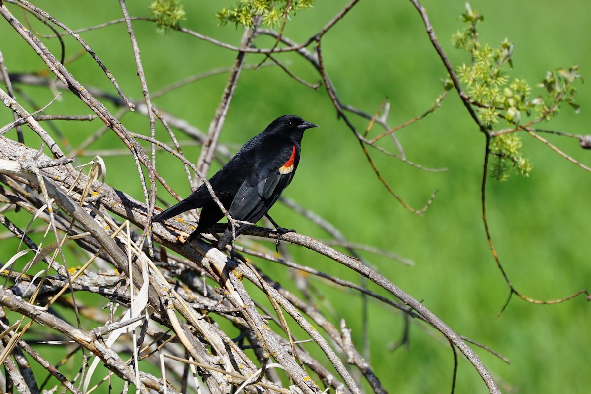 Red-winged Blackbird - ML571594481