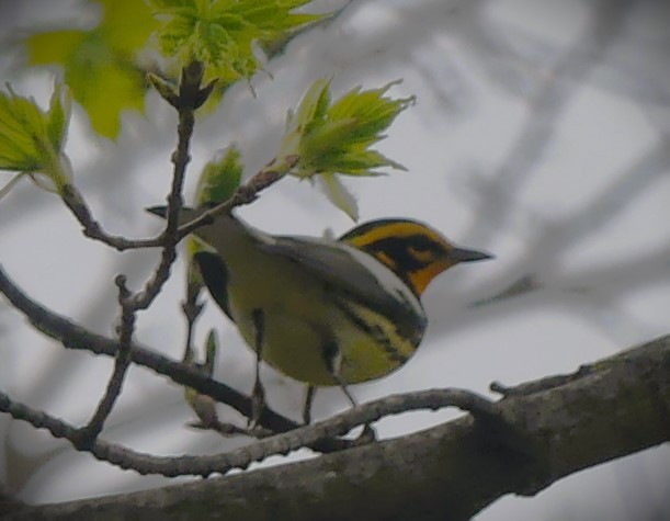 Blackburnian Warbler - ML571594621