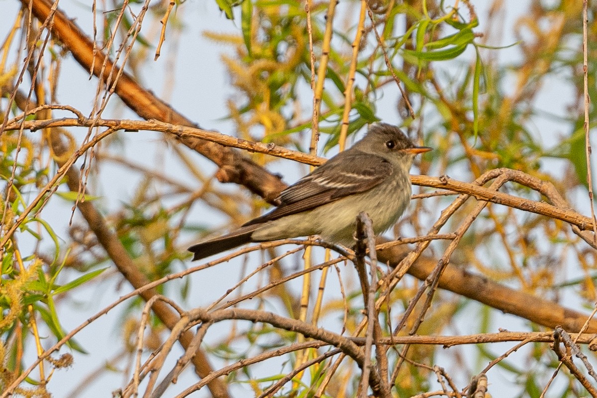 Eastern Wood-Pewee - ML571596981