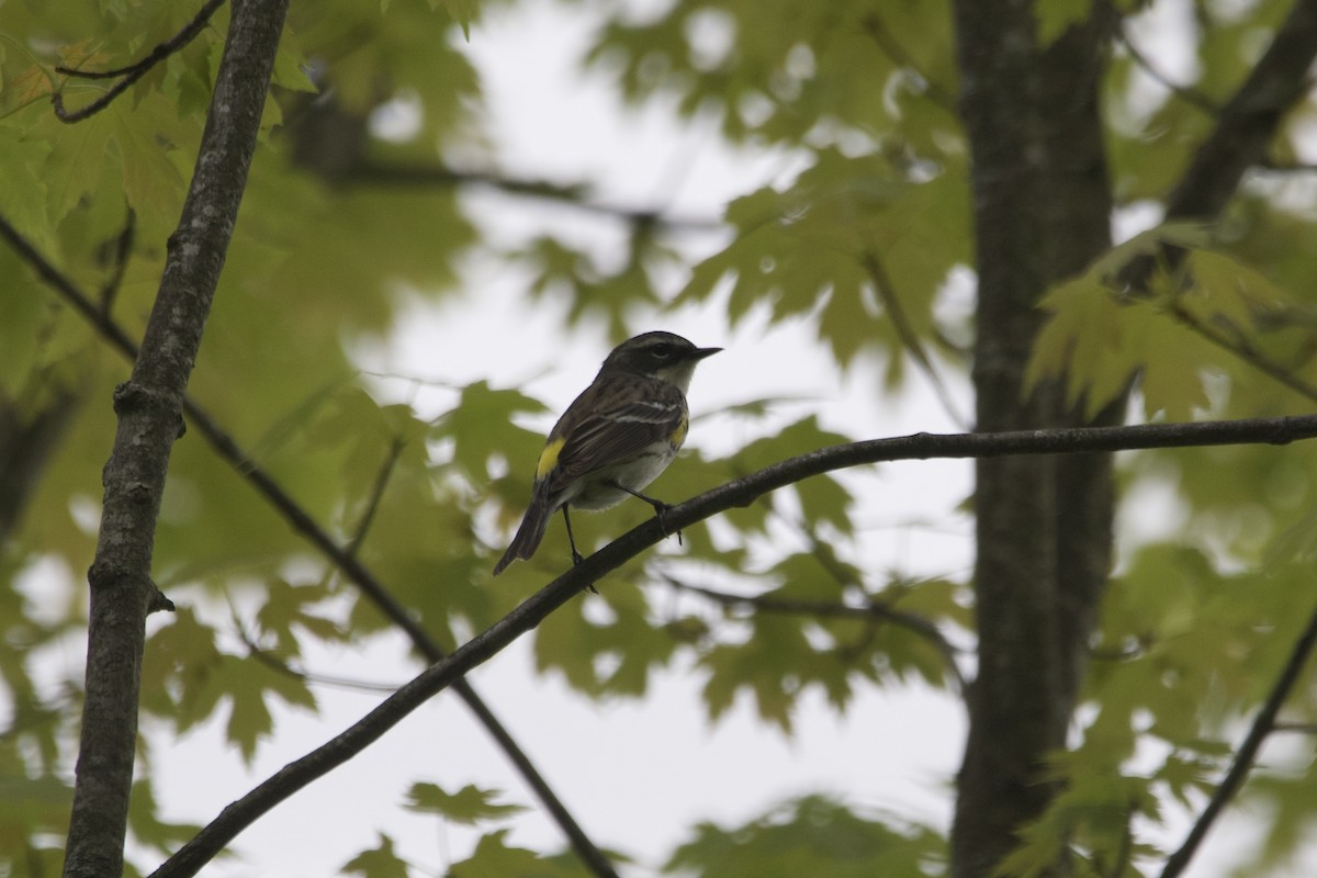 Yellow-rumped Warbler - ML571597291