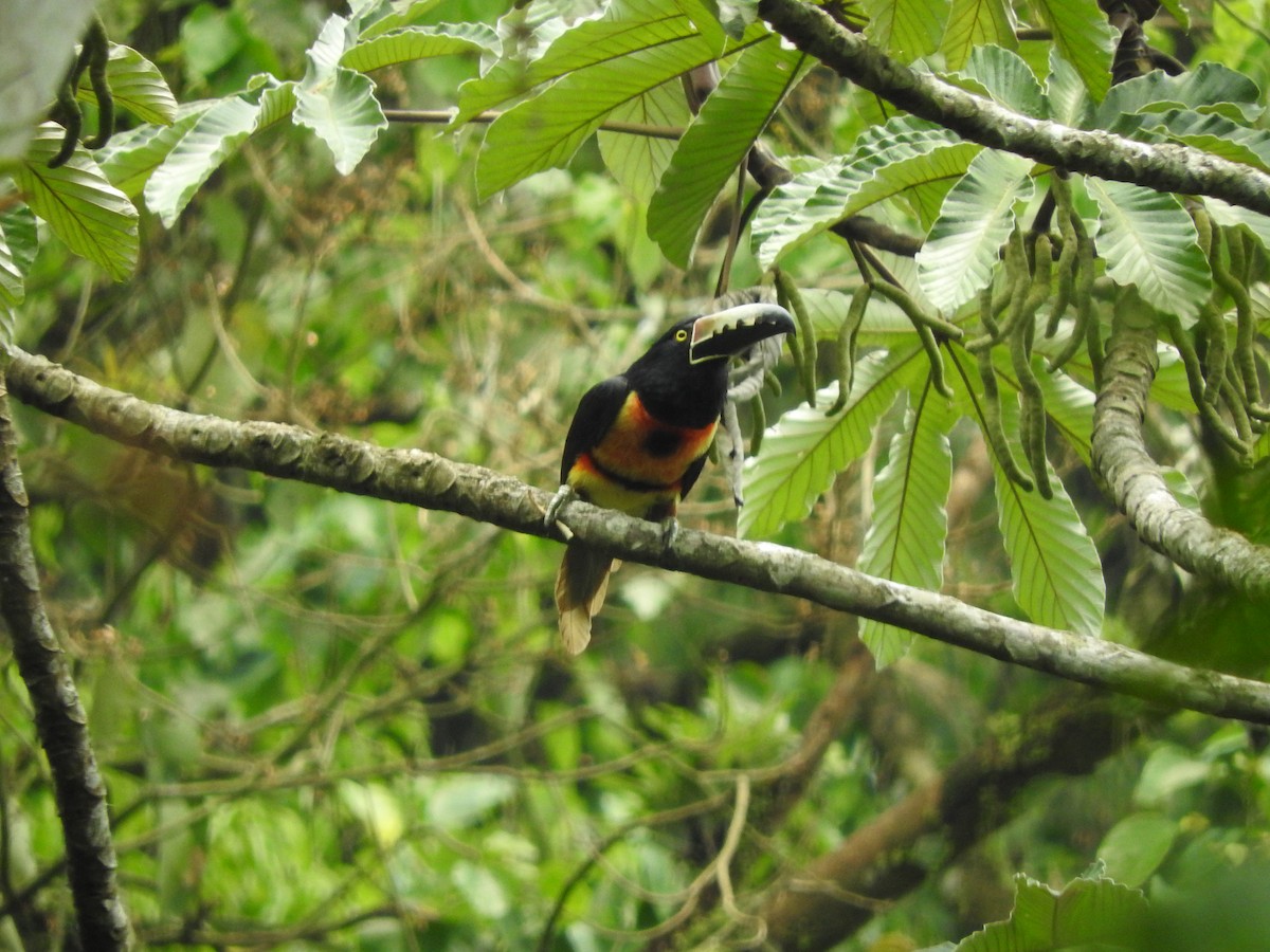 Collared Aracari - Osvaldo Balderas San Miguel