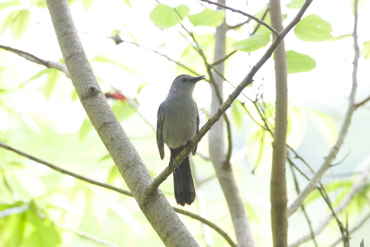 Gray Catbird - Sarah Sato