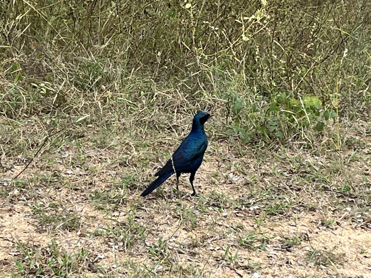 Burchell's Starling - ML571599041