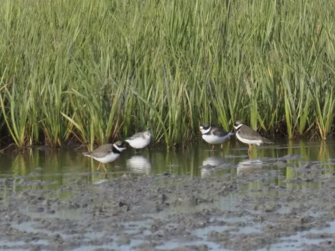 Semipalmated Plover - ML571599171