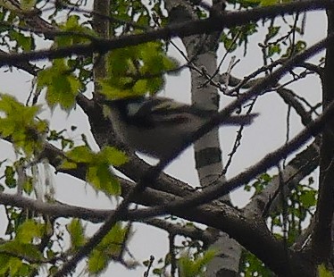 Chestnut-sided Warbler - ML571599301