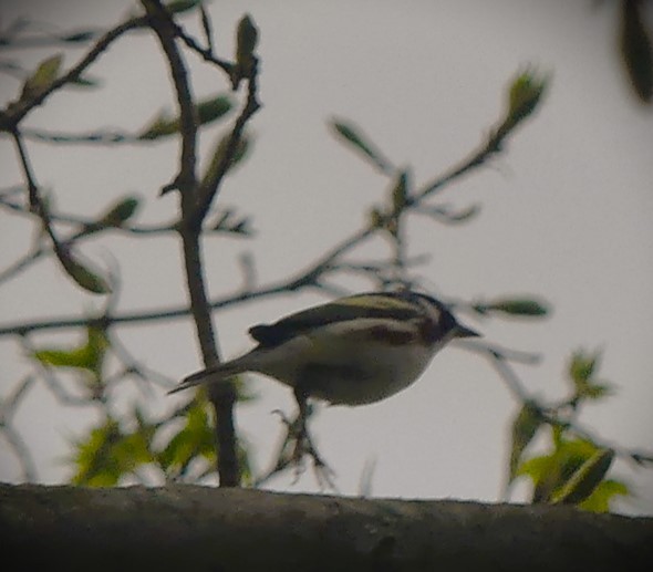 Chestnut-sided Warbler - ML571599751