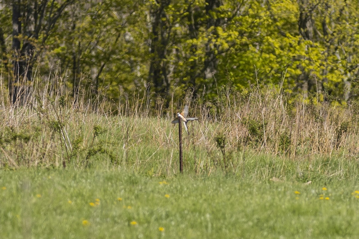 Scissor-tailed Flycatcher - ML571600281