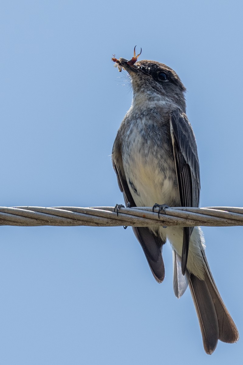 Eastern Phoebe - ML571601651