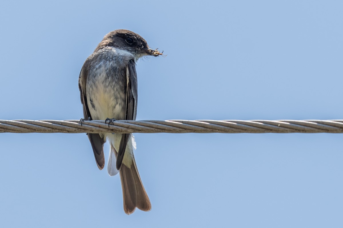 Eastern Phoebe - ML571601661