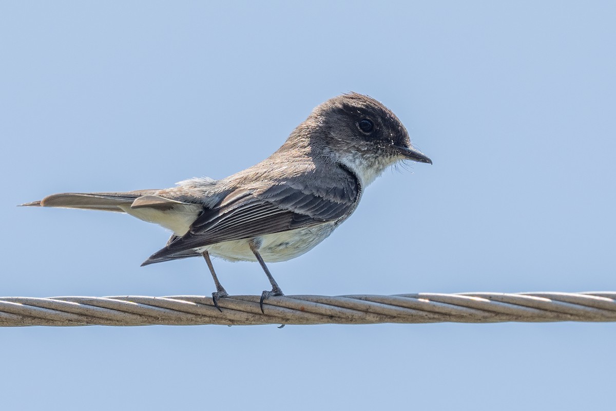 Eastern Phoebe - ML571601671