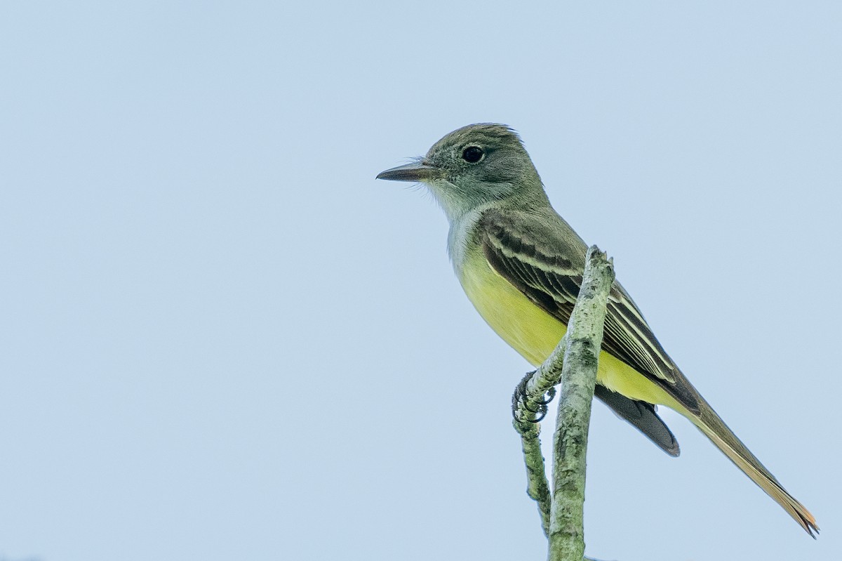 Great Crested Flycatcher - ML571601861