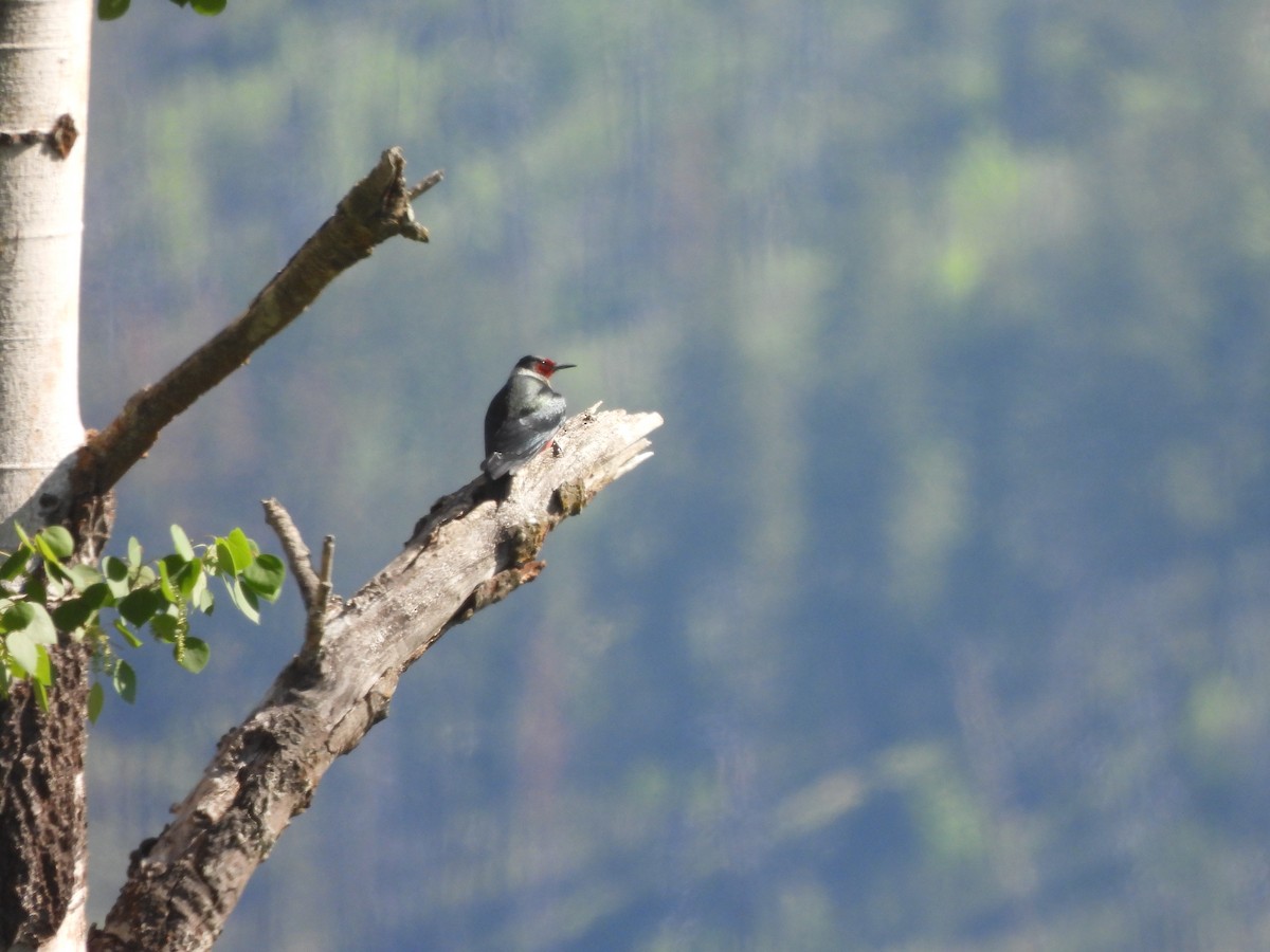 Lewis's Woodpecker - ML571601871