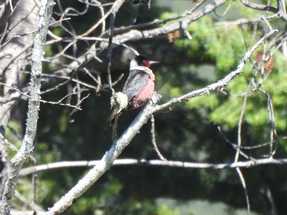 Lewis's Woodpecker - ML571601881