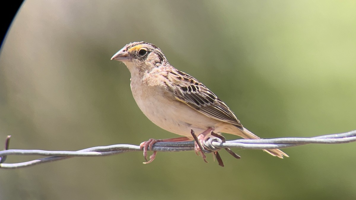 Grasshopper Sparrow - ALFREDO ZÚÑIGA M.