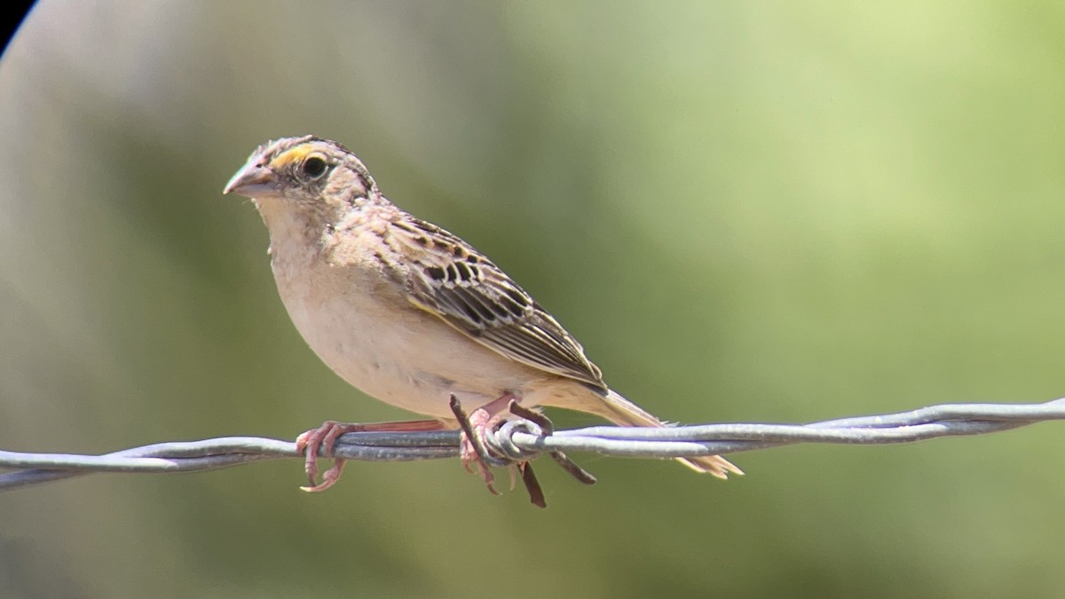 Grasshopper Sparrow - ALFREDO ZÚÑIGA M.