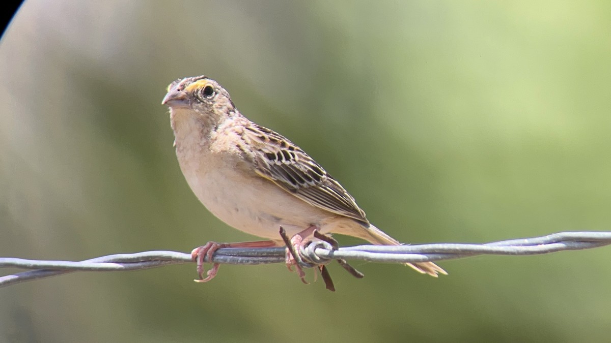 Grasshopper Sparrow - ALFREDO ZÚÑIGA M.