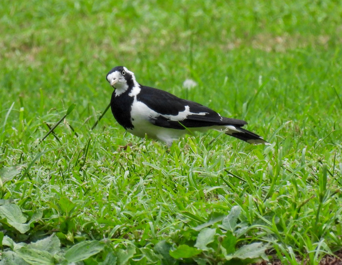 Magpie-lark - ML571602201