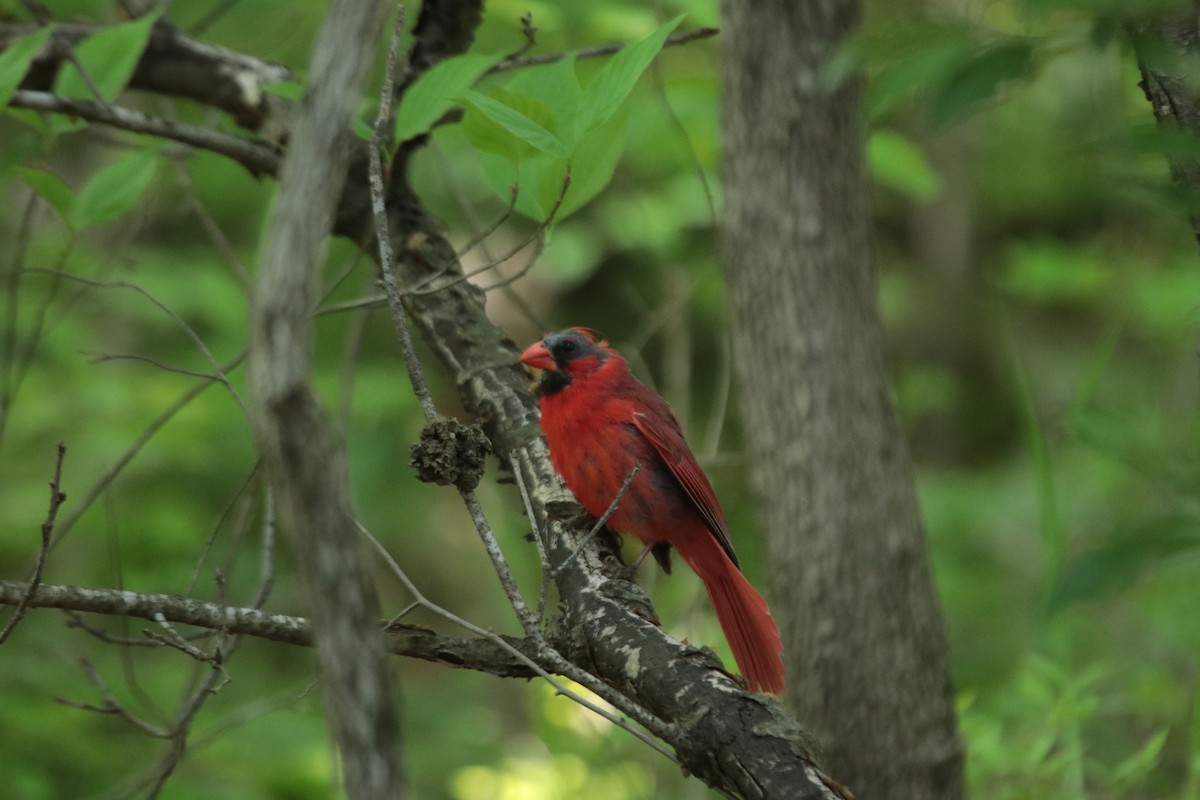 Cardinal rouge - ML571602481