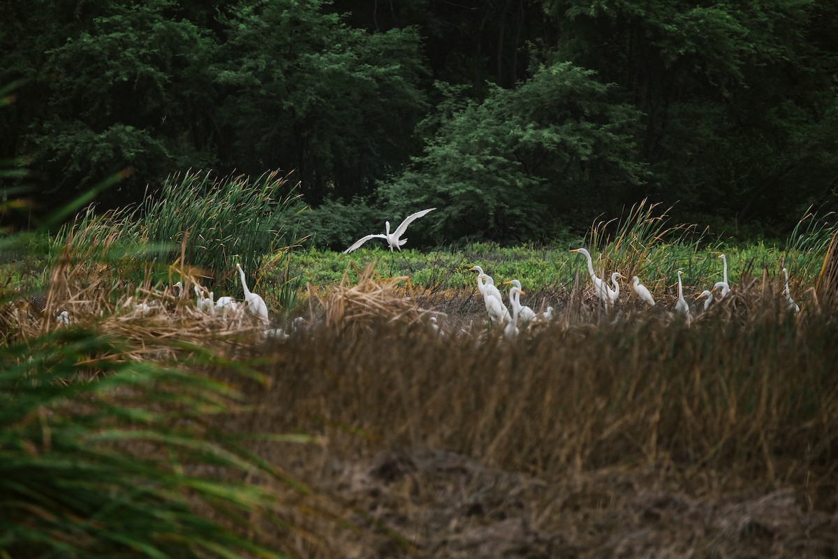 Great Egret - ML571603001